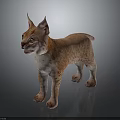 Realistic Orange And White Lynx Standing On Dark Background With Detailed Fur