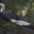 Black Brown And White Hornbill With Large Curved Beak Standing On Grassy Ground