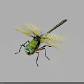 Green Dragonfly With Yellow Transparent Spread Wings And Green Body On Dark Background 3d model
