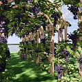 Wooden Pergola Covered With Vines And Grapes Near Trees Grass Easel And Basket