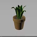 Green Potted Plant With Yellow Edged Leaves In Brown Terracotta Pot