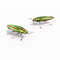 insect flower tortoise beetle 3d model