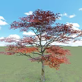 Arbor With Red Purple Leaves Against Blue Sky And White Clouds On Green Grassland