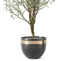 Lush Green Potted Plants in Decorative Gold Trim and Gray Base Pots for Indoor Decor