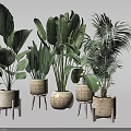Various Indoor Potted Plants with Woven Planters and Wooden Stands for Decoration