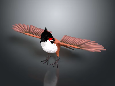 Bird Spreading Wings 3D Model Brown White Body Black Crest Red Eye Feathers Gray Background 3d model