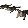 Three Realistic Aquatic Crocodile Models With Open Mouths And Textured Skin