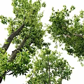 Lush Green Arbor Trees With Strong Trunks And Vibrant Foliage In Garden Landscape