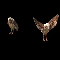 Two Flying Eagles Standing And Spreading Wings On Black Background With Brown Feathers Sharp Claws