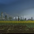 Farmhouse Swing Door In Yellow Flower Field With Trees And Blue Sky