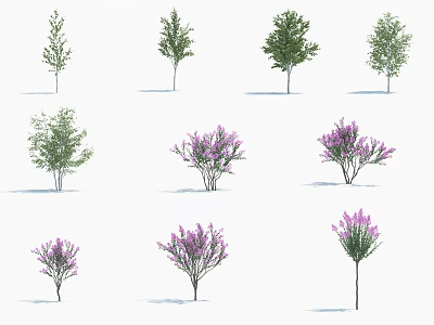 Various Arbor Varieties Featuring Green Foliage and Purple Blossoms in Garden 3d model