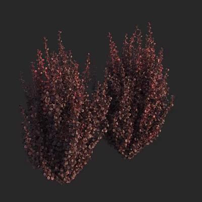 Modern Golden Leaf Berberis Purple Leaf Berberis Berberis Japan Berberis Purple Leaf Berberis Flower Tree Shrub 3d model