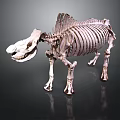 Prehistoric Animal Skeleton With Large Head Dorsal Fin Structure Standing Open Mouth