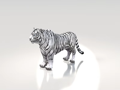 Realistic White Tiger Standing With Striped Fur On White Background 3d model
