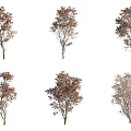 Various Arbor Trees Showcasing Different Foliage Colors And Crown Shapes 3d model
