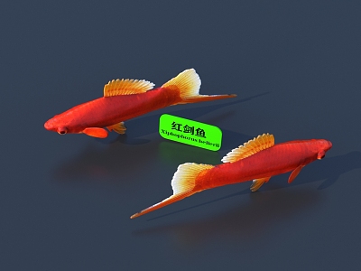 Fish 3D Model 3d model