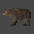 Realistic Brown Bear Standing On White Background With Detailed Fur And Posture