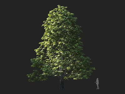 Tall Lush Arbor With Green Foliage And Human Silhouette Showing Size 3d model