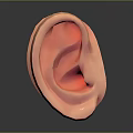 Detailed Human Ear Anatomy Model With Realistic Structure And Texture 3d model