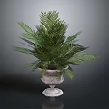 Green Palm Plant in Decorative Stone Planter with Lush Fronds for Garden