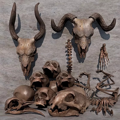 Skeletal Limbs and Animal Skull Collection with Horns Spine Bones and Skeleton Parts 3d model