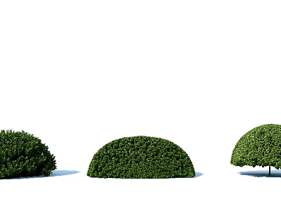 modern shrub hedge plant 3d model modern shrub hedge plant 3d model