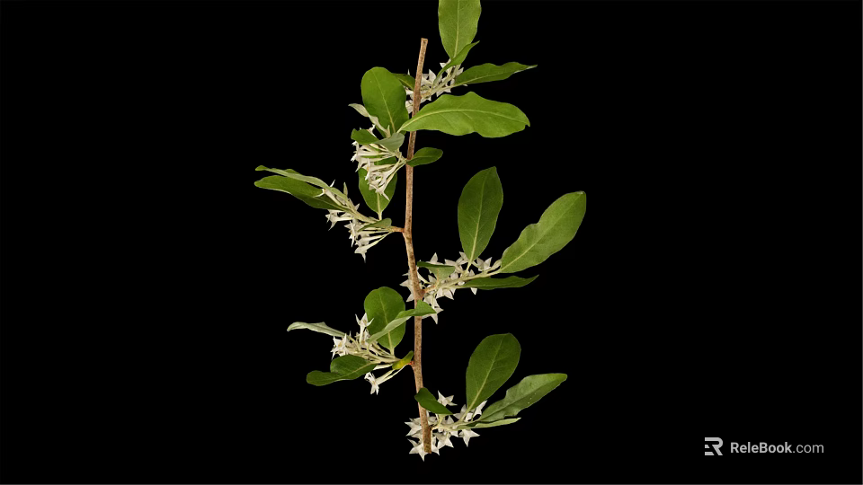 Natural Plant Branch With Green Leaves And White Flowers On Black Background 3d model 