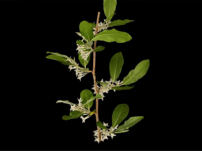 Natural Plant Branch With Green Leaves And White Flowers On Black Background 3d model