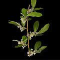 Natural Plant Branch With Green Leaves And White Flowers On Black Background