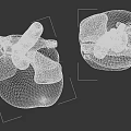 Human Chest Organ Heart Anatomical Structure Detailed Model With Arteries And Chambers