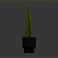Green Cactus Plant With Upright Stems In Metallic Silver Pot On Minimalist Gray Background