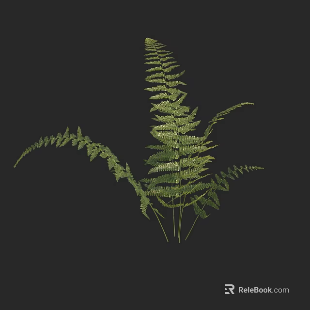 Lush Green Fern Plant with Delicate Feathery Leaves Against Dark Background 3d model 