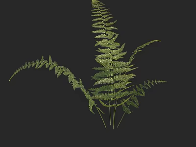Lush Green Fern Plant with Delicate Feathery Leaves Against Dark Background 3d model