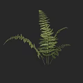Lush Green Fern Plant with Delicate Feathery Leaves Against Dark Background