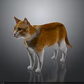 Orange and white cat standing on dark smooth surface with gray background 3d model