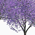 Purple Flowering Trees With Various Shapes For Landscape Design