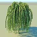 The Graceful Weeping Willow Tree with Long Hanging Green Branches Against Clear Blue Sky