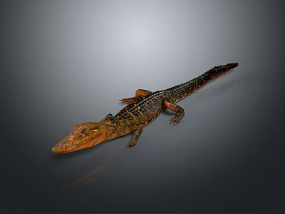 Vibrant Reptile Crocodile Full Body View With Orange Head Scaly Body On Gray Background 3d model