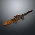 Vibrant Reptile Crocodile Full Body View With Orange Head Scaly Body On Gray Background