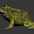 Green and Yellow Spotted Frog with Large Eyes on Shiny Gray Surface