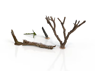 Natural Dried Tree Branches And Wooden Stems For Decorative Plant Arrangement 3d model