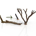 Natural Dried Tree Branches And Wooden Stems For Decorative Plant Arrangement
