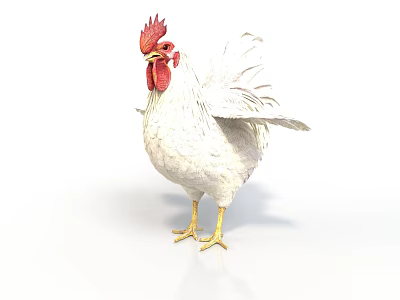 White Rooster With Red Comb And Wattles Standing On White Background 3d model