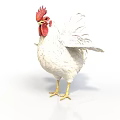 White Rooster With Red Comb And Wattles Standing On White Background