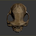 Skull Animal Skull Fossil Skull Skeleton Animal Skeleton Animal Skeleton Animal Skeleton Fossil 3d model