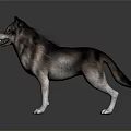 Realistic 3D Wolf Dog Model Standing On Shiny Floor Dark Background 3d model