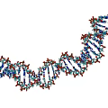 DNA Double Helix Molecular Structure 3D Model with Blue Red White Atoms