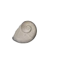 Aquatic Animal Seashells Open And Closed With Spiral Design And Smooth Surface 3d model