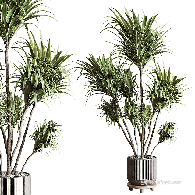 Lush Green Potted Plants With Feathery Leaves In Stylish Gray Containers For Home Decoration 3d model 