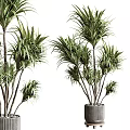 Lush Green Potted Plants With Feathery Leaves In Stylish Gray Containers For Home Decoration